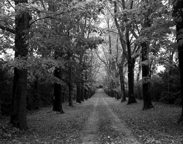 A photograph of a country lane with trees on either side referring to Sprint Enterprises’ vision and/or destination